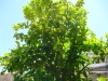 9-zitronenbaum